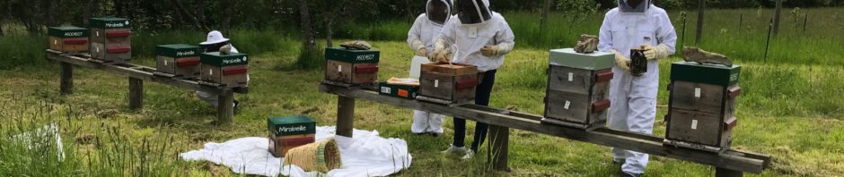 Formez vous à l&rsquo;apiculture familiale en ruche Warré